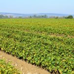 Rebschule im Herbst